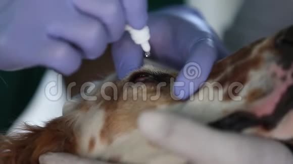 宠物诊所的狗滴眼液视频的预览图
