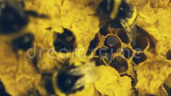 靠近大黄蜂蜂巢在蜂房里工作的蜜蜂的高分辨率镜头它们在温室里使用视频的预览图