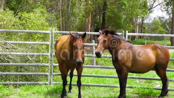 两匹漂亮的马并排站在绿色围栏的院子里动作缓慢阳光明媚视频的预览图