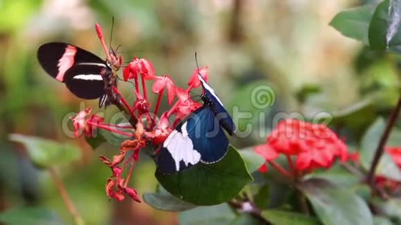 两只长翅蝴蝶从花中采集花蜜的大型特写镜头来自美国哥斯达黎加的热带昆虫视频的预览图
