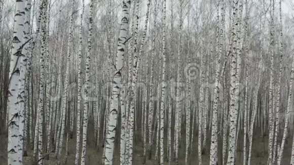 在春天里用白色的树干在茂密的白桦林中飞翔空中飞行视频的预览图