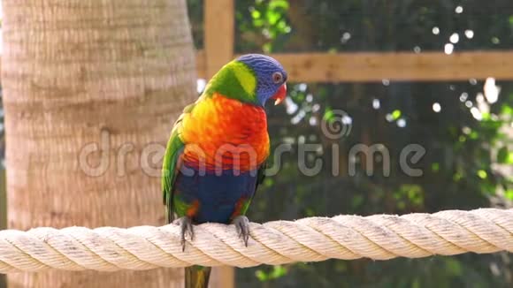 一只来自澳大利亚的彩色和热带鸟类的彩虹羽衣鸟的特写镜头视频的预览图