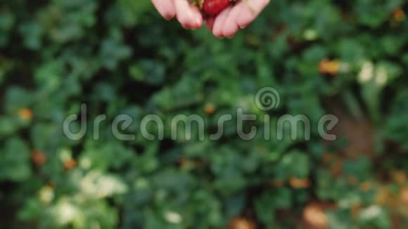 女性手拿一把熟草莓健康有机收获花园视频的预览图