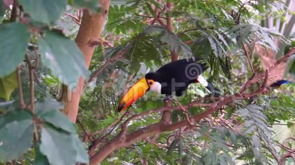 托科巨嘴鸟坐在一棵树上环顾四周飞走了来自美国的热带鸟类幽灵视频的预览图