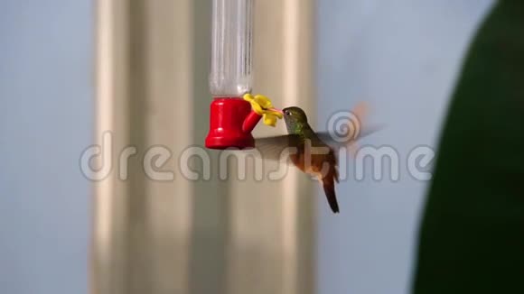 美国流行的小型热带鸟类鸟蜜一种神奇的蜂鸟的特写镜头视频的预览图