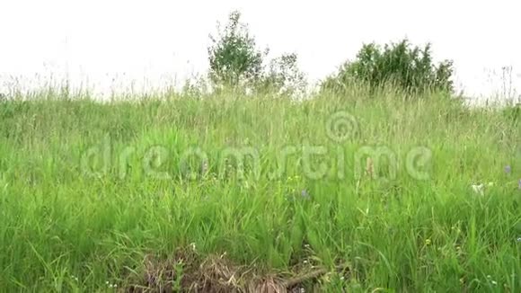 穿着t恤和短裤的年轻女子在绿色草地上游荡视频的预览图