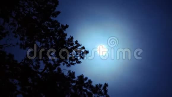 时间推移云层中的满月在树枝后面移动视频的预览图