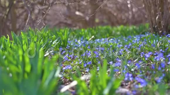 早春公园里第一朵蓝色的春花视频的预览图