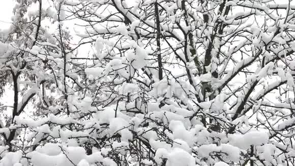 树枝上覆盖着厚厚的雪视频的预览图