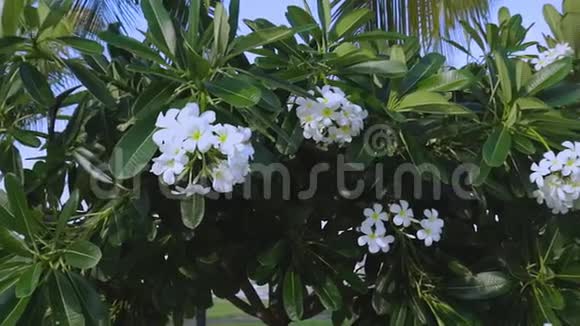 在绿叶的背景上近距离观看美丽的白色花朵自然背景视频的预览图
