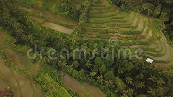 巴厘岛上的Jatiluwih米梯田从上面可以看到空中无人机4k镜头视频的预览图