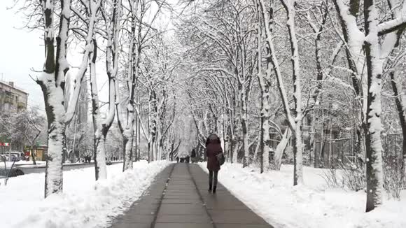 城市人行道上覆盖着雪的小树视频的预览图