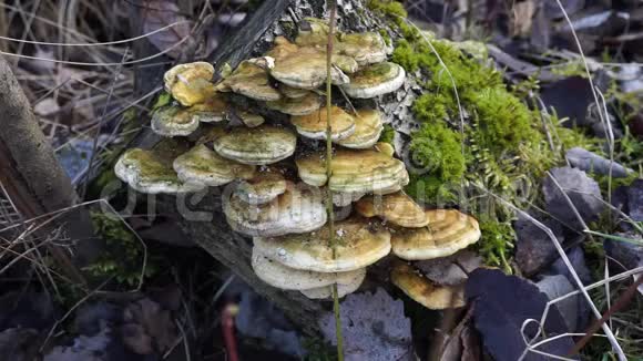 在老枝和苔藓之间的一棵树上长满了冬菇视频的预览图