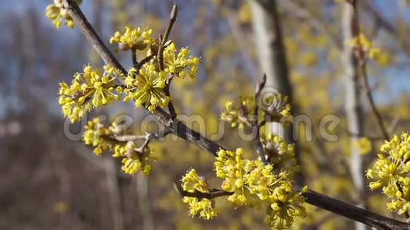 有黄色花朵的茱萸树枝随风摇曳视频的预览图