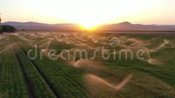 灌溉系统在日落时运行空中射击视频的预览图