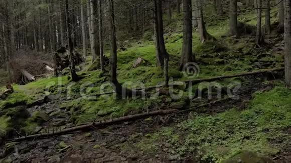 小溪流在山上流过森林视频的预览图