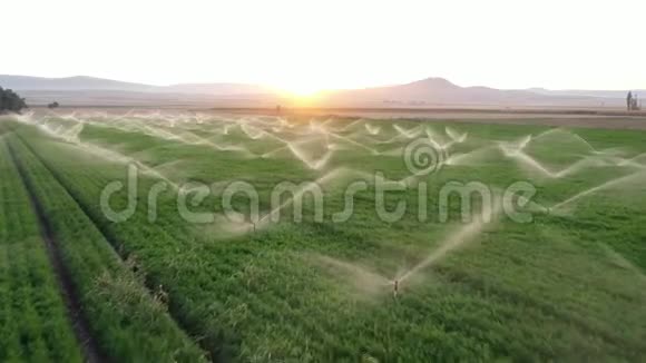 日出时农田里的灌溉喷头空中射击视频的预览图
