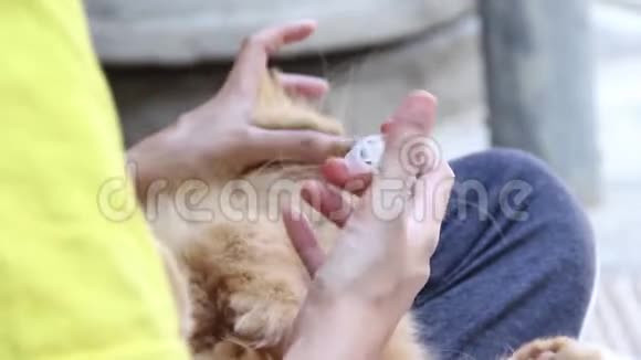 女人用注射器拿着猫粮视频的预览图