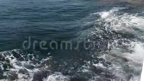 海豚在海浪中游泳阿曼峡湾视频的预览图