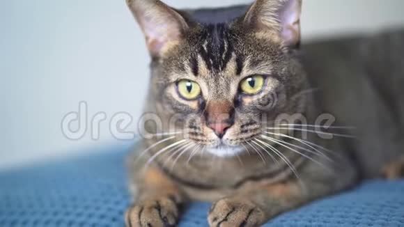 一只家猫在家打猎瞳孔扩大阿比西尼亚纯种在白色床上的蓝色毯子上的宠物视频的预览图