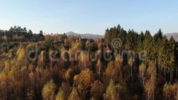 鸟眼观景秋景自然金色的秋天高山彩林树梢上空的空中天桥视频的预览图