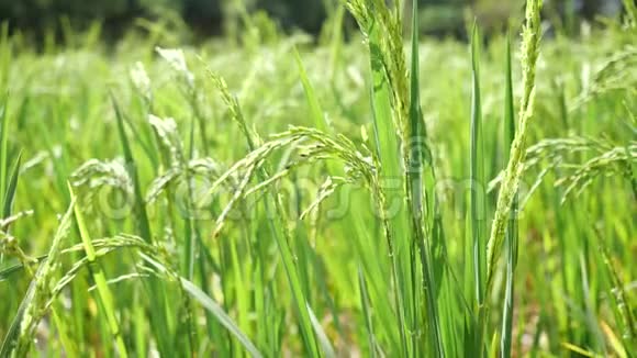 水稻种植4K慢行风绿稻田视频的预览图