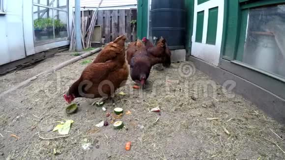 母鸡在母鸡家吃草4K视频的预览图