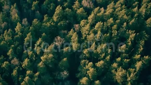 早春混合森林的鸟瞰图视频的预览图