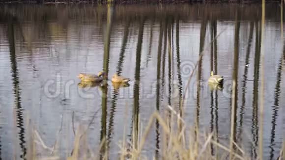 春天猎鸭鱼饵形式的鸭塑模型漂浮在河上的芦苇附近视频的预览图