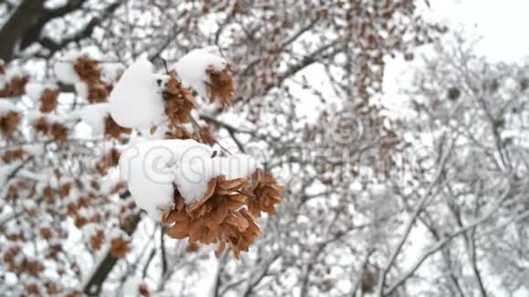 枫树的树枝上有褐色的种子覆盖着雪视频的预览图