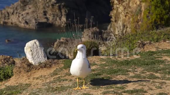 在葡萄牙海鸥在阳光明媚的一天拥有海滩和蓝天前景视频的预览图