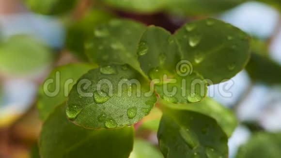 由于风的影响叶质地详细的盆栽植物正在摆动绿叶和水滴后浇水视频的预览图