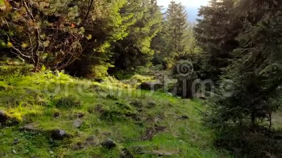 喀尔巴阡山脉的森林性质视频的预览图
