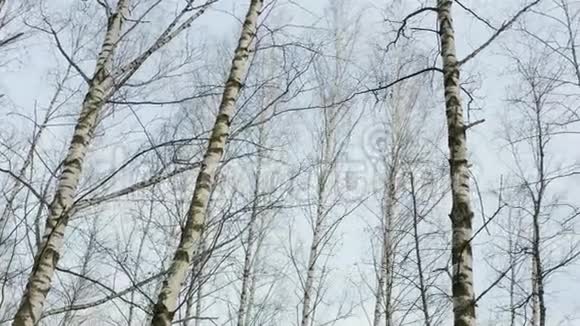 在春天里用白色的树干在茂密的白桦林中飞翔空中飞行视频的预览图
