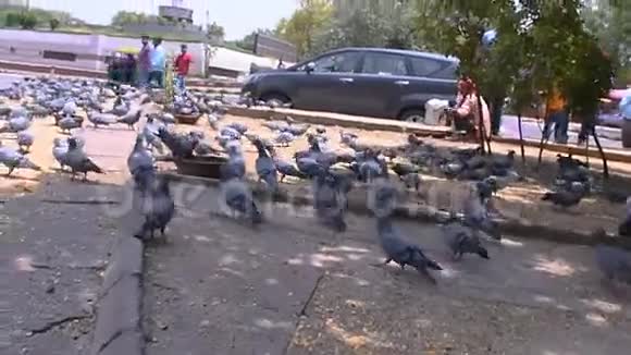 一群鸽子在主干道之间栖息视频的预览图