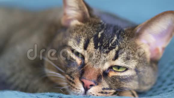 阿比西尼亚懒猫特写房子床上蓝色毯子上的宠物肖像有趣又可爱的猫视频的预览图