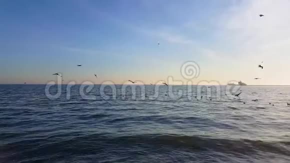 许多海鸥飞过大海它们降落在水上从水中起飞一群鸟为食物而战视频的预览图