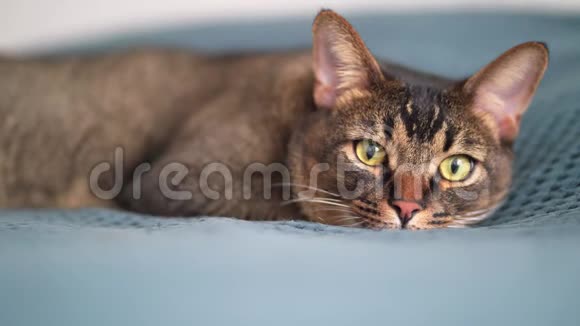 一只安静的家猫在蓝色的毯子上睡着了在家放松舒适阿比西尼亚美丽的猫视频的预览图