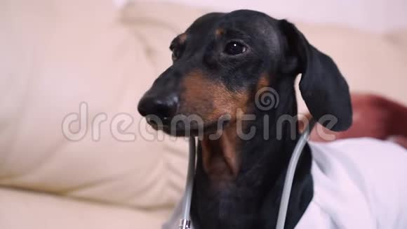 可爱的狗耳朵里有一个听诊器视频的预览图