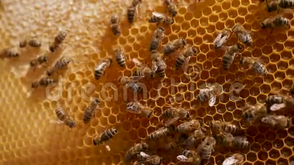 蜜蜂在蜂巢里工作把花蜜转化成金蜜然后把它盖在蜂巢里视频的预览图