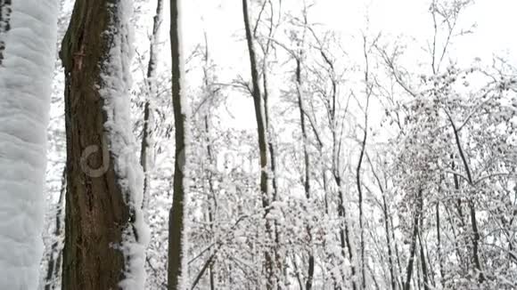 下雪的森林树木景观视频的预览图