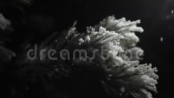 夜间降雪中灌木的一枝黑色背景和光动相机视频的预览图