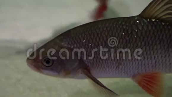 鱼头水下拍摄的成熟鱼休息在河底淡水捕食性鱼类视频的预览图