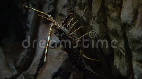 刺龙虾棕榈叶海底捕捞龙虾这些贝类在西方很常见视频的预览图