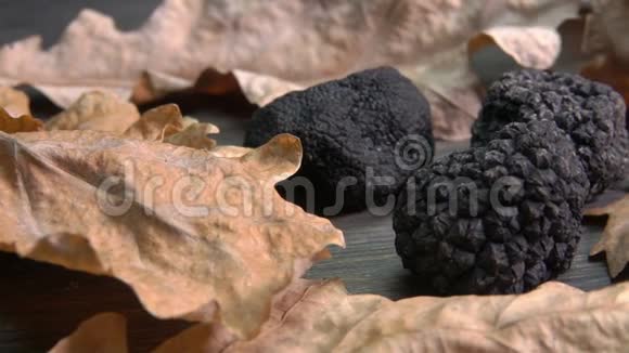 黑松露蘑菇表面的全景与干燥的橡木叶视频的预览图