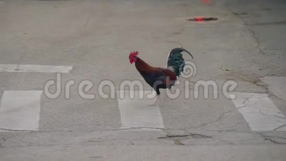 公鸡在行人过路处穿过马路视频的预览图