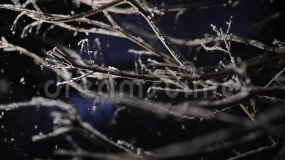 夜间降雪中灌木的一枝黑色背景和光动相机视频的预览图