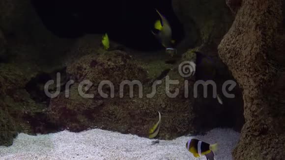 许多五颜六色的鱼在水族馆游泳在珊瑚礁和岩石之间的五颜六色的异国鱼类视频的预览图