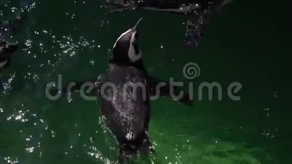 非洲企鹅黑脚企鹅在水里游泳动物园可爱的海洋野鸟水鸟视频的预览图