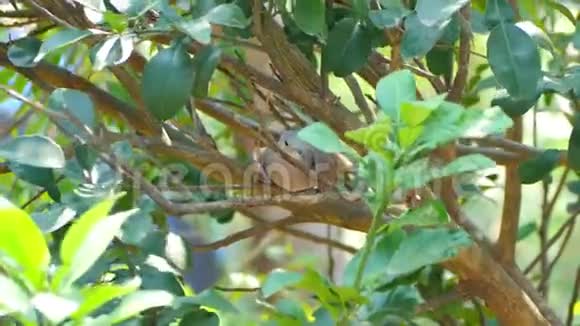 红色的斑鸠链雀坐在树枝上视频的预览图